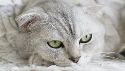 kaiyun.com-官方发布视频回顾中国女足U20备战情况，1月7日起于肇庆集训